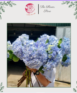 hoa cẩm tú cầu màu xanh